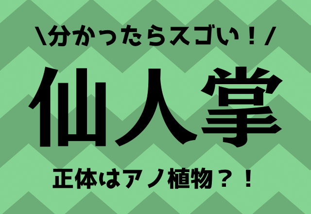 分かったらスゴい！【仙人掌】正体はアノ植物？！