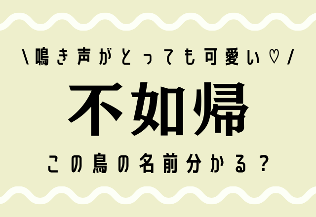 鳴き声がとっても可愛い♡【不如帰】この鳥の名前分かる？