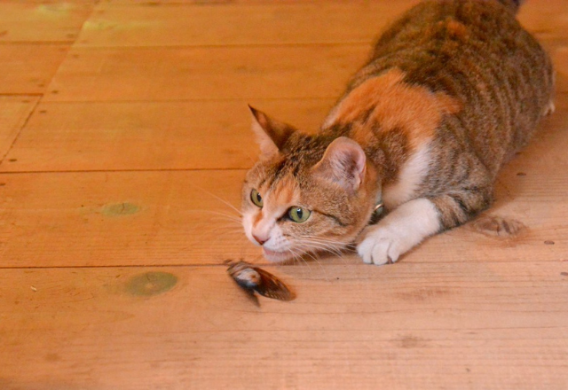 「はいどうぞ！」毎朝飼い猫がとってきてくれる＜アレ＞とは一体…？