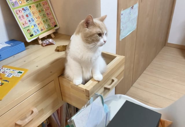 「タイムマシン乗ってきたの？」「天使すぎ」2万人が悶絶した＜引き出しの住人＞とは…？