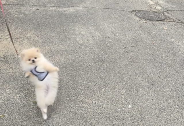 Twitterで23万人がイイネ！散歩中に二足歩行するポメラニアンが「可愛いすぎる」と話題に！