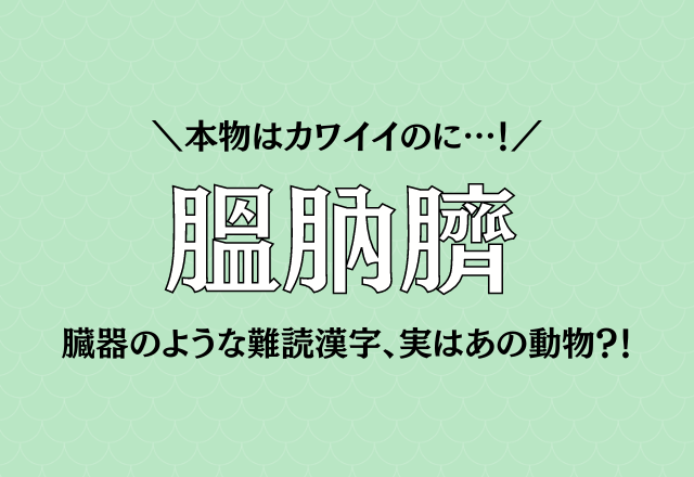 本物はカワイイのに…！【膃肭臍】臓器のような難読漢字、実はあの動物？！