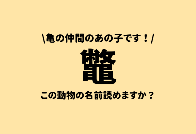 亀の仲間のあの子です！【鼈】この動物の名前読めますか？