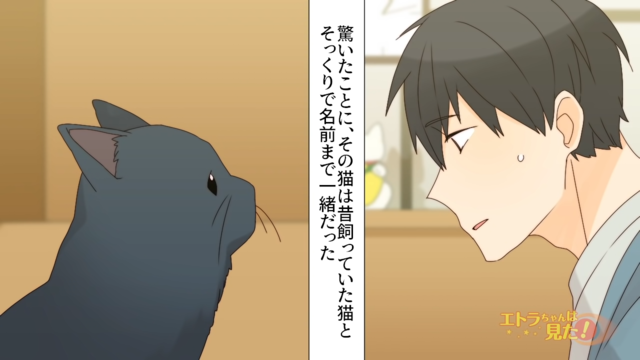 民泊で出会った昔の飼い猫と“そっくりの黒猫”。俺は既に亡くなったその猫を思い出し…【旅先で見覚えのある猫と出会った話＃3】