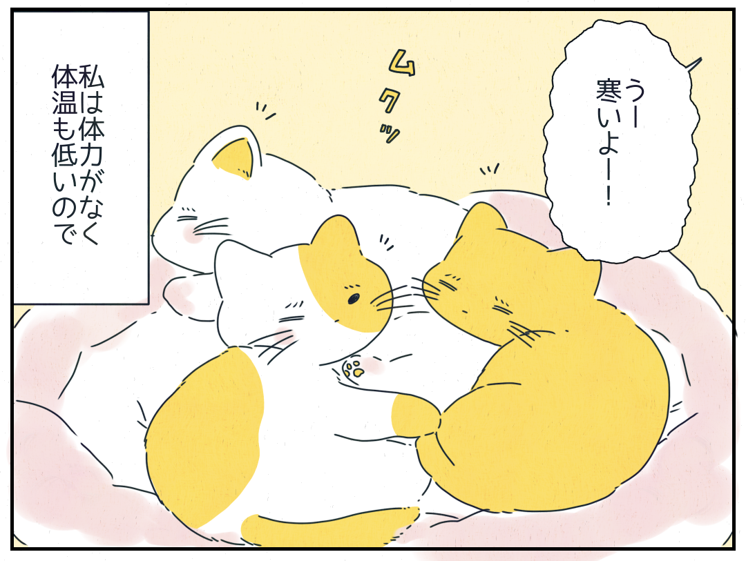体温が低い私が寒くて愛猫3匹を呼ぶと、その”神対応”っぷりに読者から反響の声!「可愛すぎる!」「最高の癒し」
