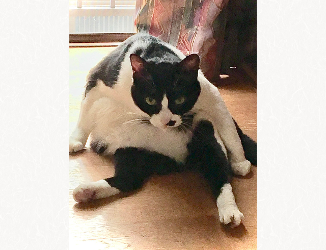 「何やねん！気持ち良く寝てたのにー！」睨んでくる猫。態度が何とも偉そうで思わず笑みが…！