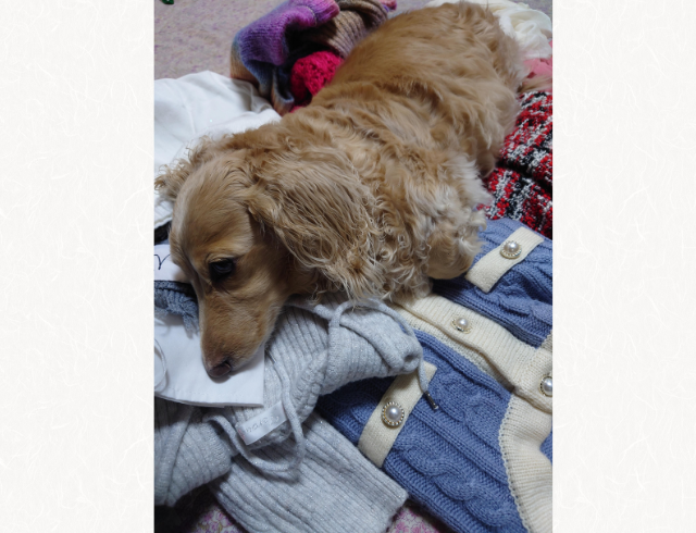 【全力阻止！？】キャリーバッグを持って旅行の準備を始めた結果…→邪魔をしてくる愛犬が健気！