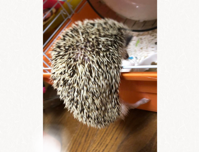【早くお家に帰りたい!?】自分でゲージを登って行き…→「自分で帰ろうとするハリネズミは初めて見た!」