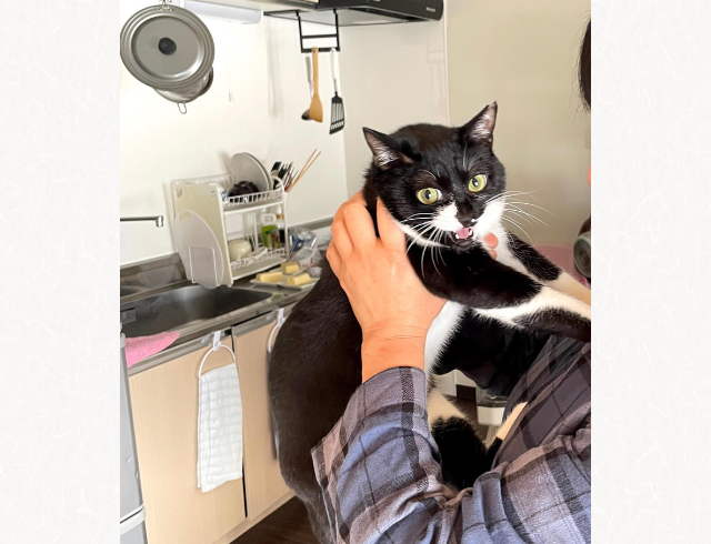 【全力拒否！】人見知りが激しい猫ちゃんが…→「助けを求めている表情が面白い」