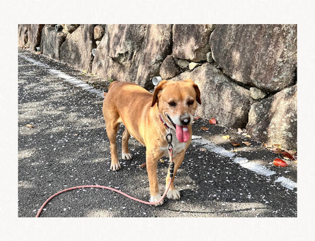 「笑った」お花見で連れ出したワンちゃんの鼻と舌が可愛すぎる