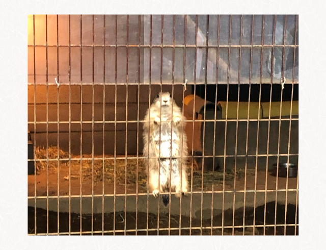 「思わず見つめ合ってしまった」プレーリードッグが見つめてきて→ビックリ＆爆笑