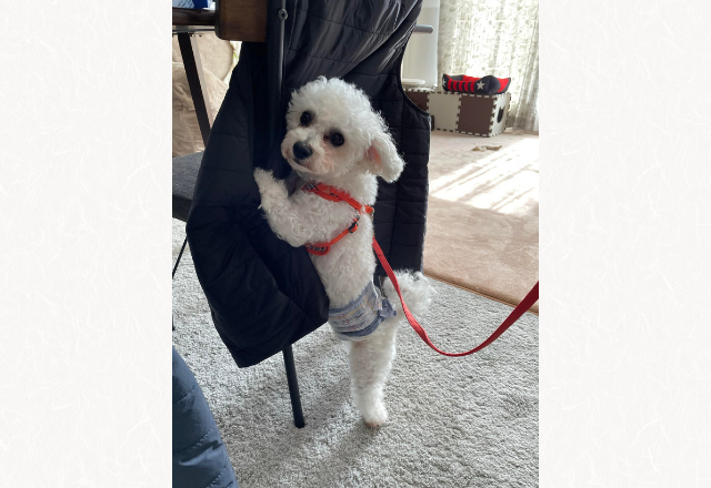 【必死の訴え！】外に出たくないと椅子にしがみつき…→「思わず笑ってしまった」