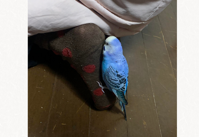 【人の足が好きすぎる小鳥！？】動物たちの笑える瞬間2選