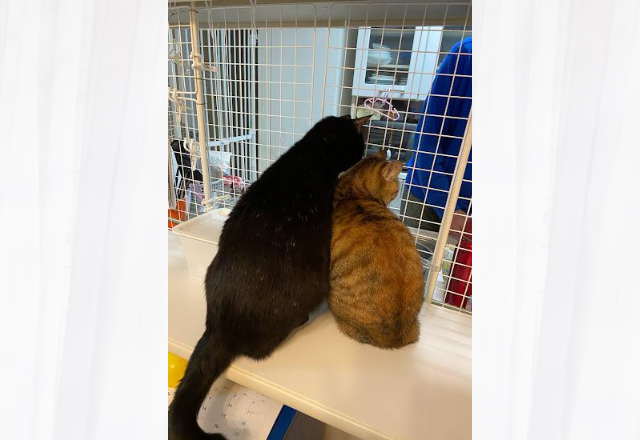 【まるで献立をチェックする人間…？】ごはんを前にした動物たちに→「何度見ても笑いが止まらない」