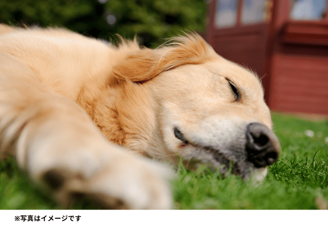 まるで人間みたい!?お風呂から戻ると…→16歳の“おばあちゃんわんこ”の行動に驚き!