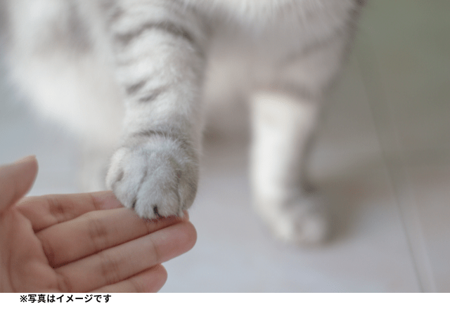 「居心地がいいにゃ〜」猫が夕飯の時間に静かだと思ったら…→まさかの光景が！？