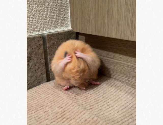 「何をそんなに悩んでるの？」動画をスクリーンショットしたら…→頭を抱えるハムスターが可愛すぎ！