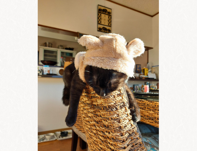 「居心地がいいにゃ〜」脱力ねこの写真はこちら！