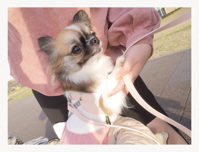 他のワンちゃんが苦手で… Wさんのワンちゃんのお写真はこちら