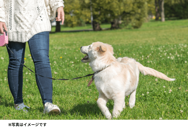 他のワンちゃんが苦手で消極的な愛犬…→散歩から帰ると急変!?専門医はどうみる?