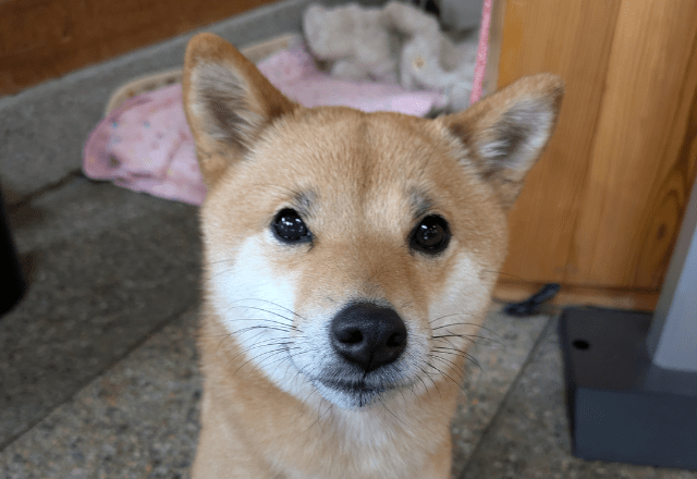 事務所に預けている柴犬　まさかの勘違いに…「ごめんね」「寂しがり屋」