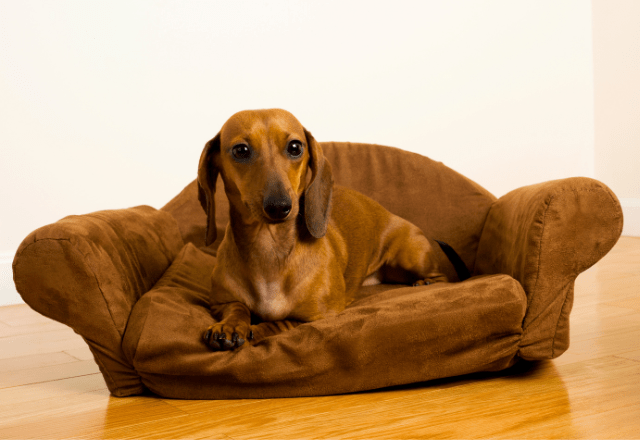 なぜか”怯えた顔”でおすわりする愛犬。次の瞬間、愛犬がおとなしい理由に「正直な犬」「思わず笑った」