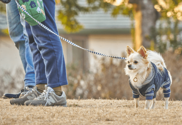 久しぶりに友達に再会したチワワ　対面するとまさかの行動に「仲良しなのに」「大爆笑」
