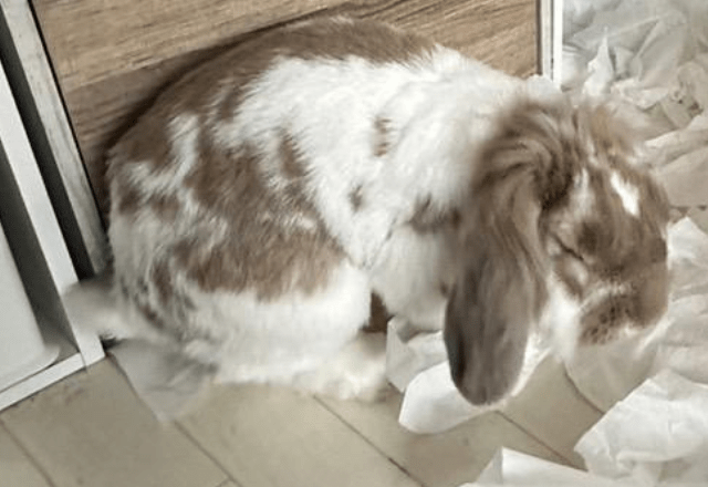 飼い主を待つ耳垂れうさぎ　帰宅すると部屋の光景に…「言葉が出ない」「笑った」