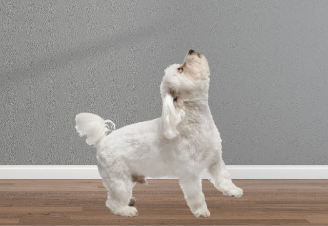 飼い主の鼻歌に”遠吠え”する愛犬　鼻歌をやめるとまさかの様子に…「パパだってばー」