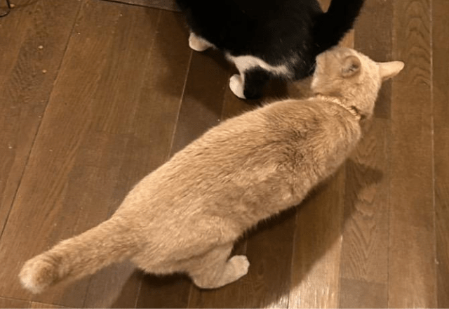 食事中の兄猫のお尻を嗅ぐ妹猫　しかし、よく見ると「ご飯の匂いかな」「繋がるかも」