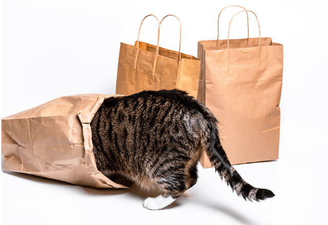 買い物から帰宅した飼い主　愛猫が盗んだまさかの物に「食べれるんだ！」