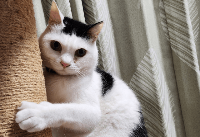 一日中ご飯をねだる猫　妻が”猫の愚痴”をいうと→まさかの行動を！？