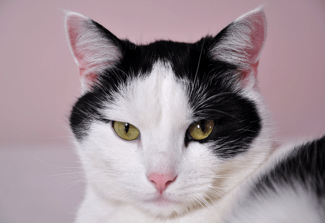 息子の読み聞かせに付き合う猫。すると、体調不良の私を見つめてきて…「なんかごめん」「ありがとう」