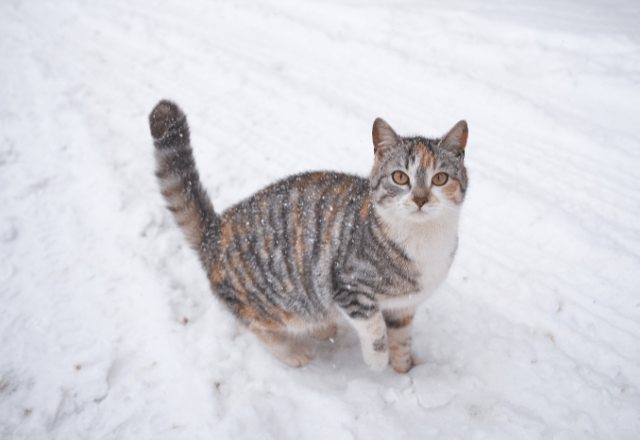 雪の日に外に出た猫。16歳になった現在の様子に…「まるで犬」「常識は当てはまらない」