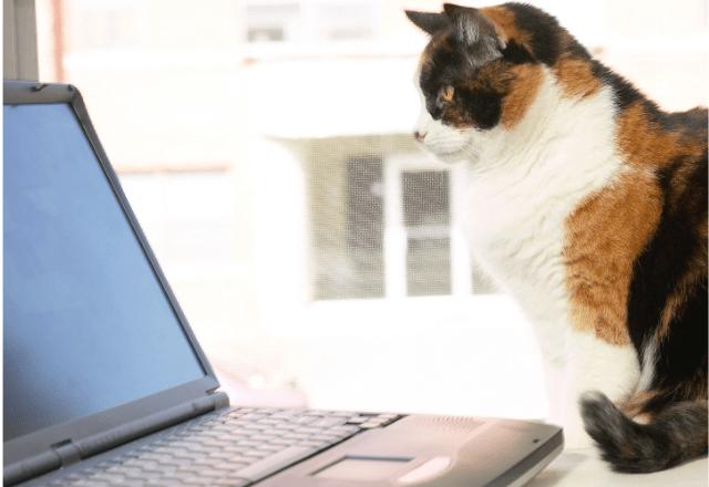 リモート会議中の飼い主　上司が重要な話をした瞬間→愛猫の”まさかな行動”に「主役を奪うとは…」「笑った」