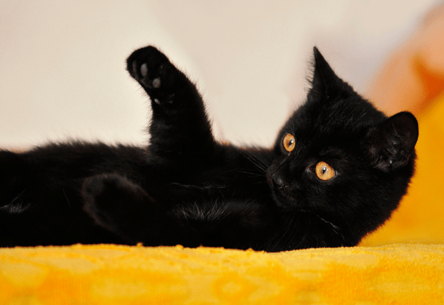 ベッドで寝ていると愛猫が上に乗ってきて…→可愛い行動に「まるで握手」