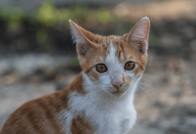 やせ細った子猫を保護した家族　1年後の様子に→「美しい猫」「人見知りだったのに」