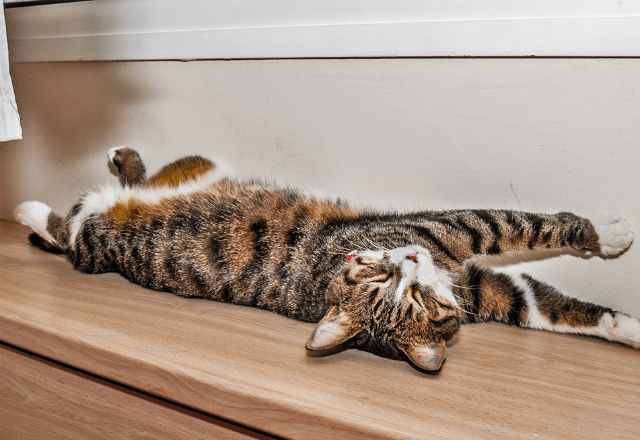 日向ぼっこをする愛猫。予想外な事が起きるも”冷静で”…「愛おしい」「かわいい」