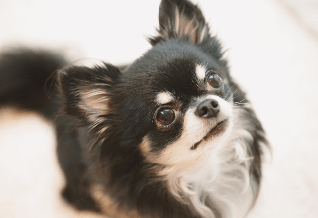 白黒のチワワを飼う家族　成長していくうちに→まさかの変化に「驚いた」「今では笑い話」