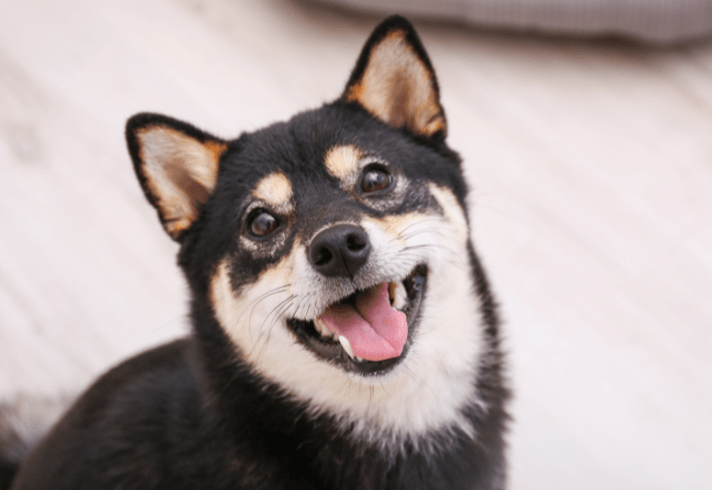 イタズラを𠮟ろうとする飼い主　次の瞬間…→柴犬のポーズに「完全に現行犯」「怒る気失せた」
