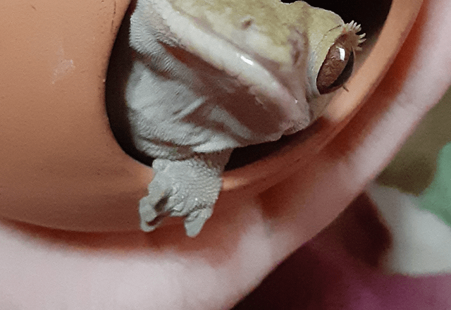 カメラが大好きなゲッコー　飼い主が撮影を終えた瞬間…→「キめた表情」「愛くるしい」