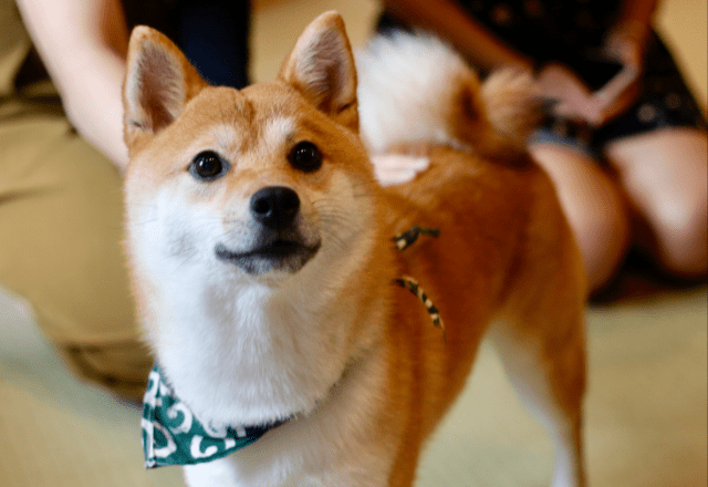 敏感すぎる柴犬…禁句の”おふろ”を言い換えたら⇒まさかの状態に「思わず笑った」