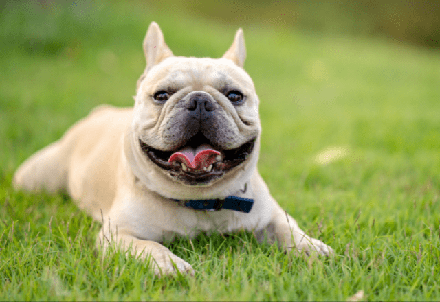 輪っかで遊ぶダックス　愛犬のブルドッグが真似した結果…→「思わず笑った」