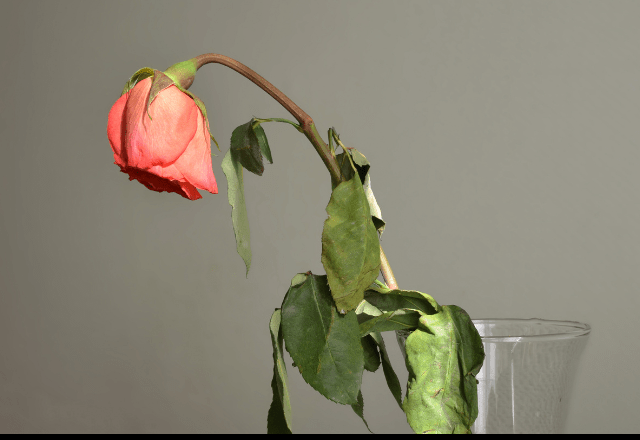 瀕死状態だった薔薇の苗　2年後の姿に…「満開の美しい花」「植物は本当に強い」