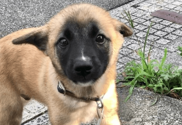 雑種の子犬を引き取った私　飼い始めた3ヶ月後…→まさかの変貌に「急激な成長」「可愛さは変わらない」