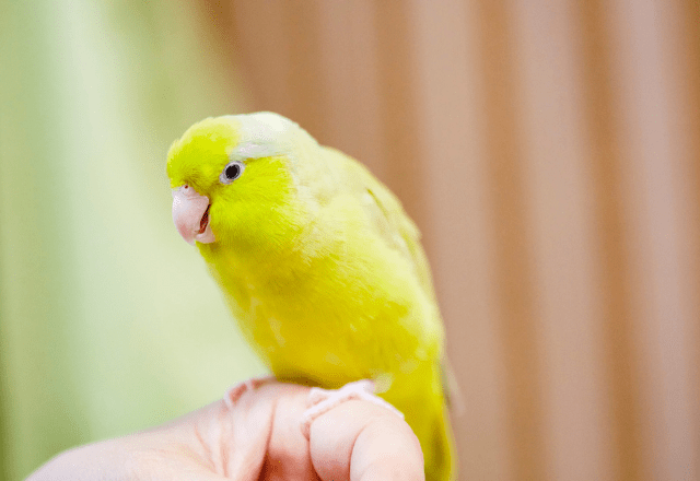 好奇心旺盛なインコ　帰宅すると”まさかの物”をくわえ…→「やってくれたなぁ！」「笑った」