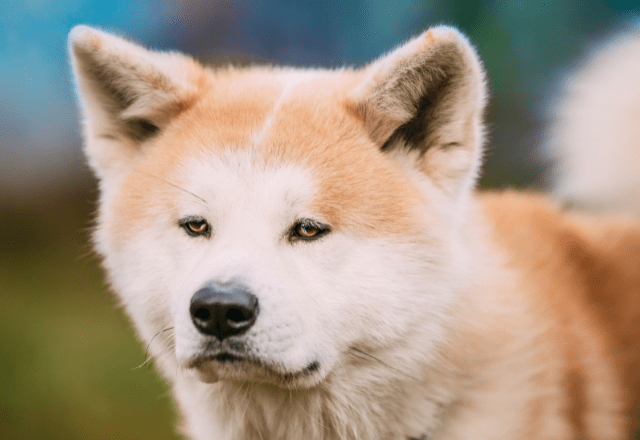 一人にしか懐かない秋田犬…散歩に行くと「忠犬じゃないの？」⇒愛犬の”まさかの行動”に驚いたワケとは！？