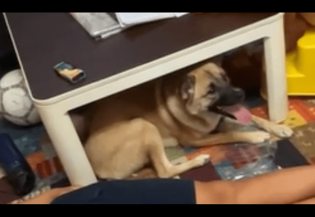 箱の中身が気になる愛犬　中身を取り出した瞬間⇒予想外の行動に「そんなに驚く？」「家族全員で大笑い」