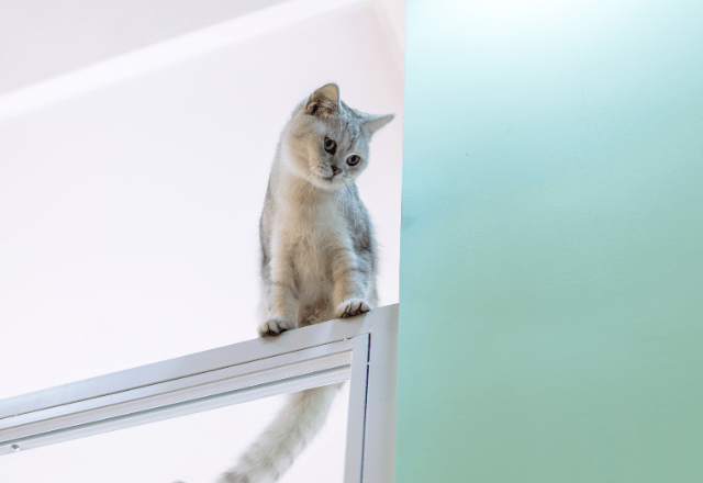 登るのが好きな愛猫　しかし”まさかの場所”に乗ってしまい⇒「ありがたい雰囲気」「思わず笑った」