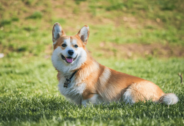 普段からやんちゃなコーギー　公園で小型犬が集まってきた瞬間⇒予想外の行動に「一番大きいのに」「驚き」